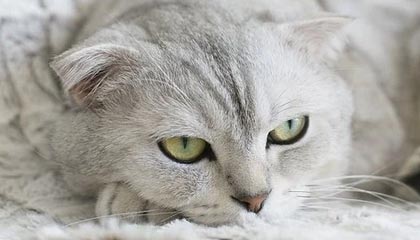 华体会-伊朗男篮在亚洲预赛中拼搏奋战，冲击奥运金牌梦想，伊朗男篮落选赛