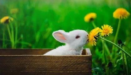 华体会平台-亚洲跆拳道锦标赛中国队再夺金牌，亚洲跆拳道冠军是谁